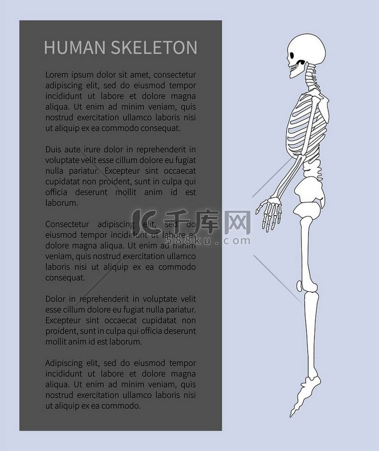 轮廓视图海报中的人体骨骼系统和