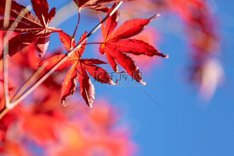 红枫叶秋季红叶秋天深秋摄影图配