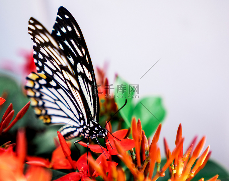 昆虫蝴蝶花卉植物采花粉摄影图配