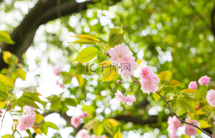 自然花香植物风景樱花花朵摄影图