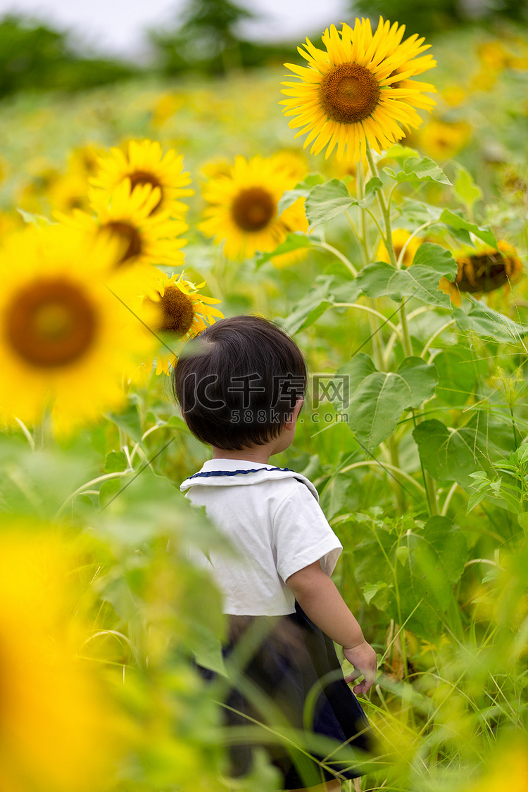 向日葵夏天儿童赏花玩摄影图配图