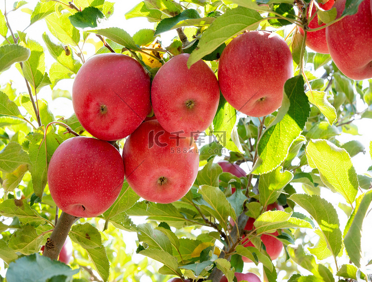 苹果树苹果果实摄影图