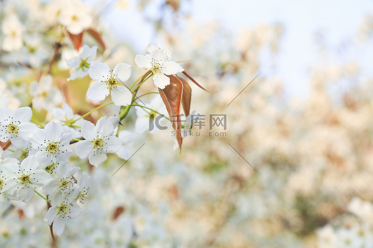 春季白天梨花花簇户外摄影背景摄