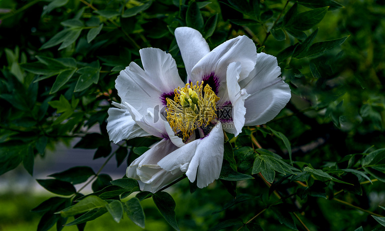 芍药花上午芍药夏季素材摄影图配