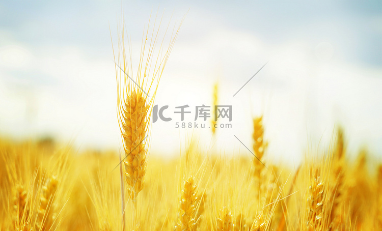 金色的麦子摄影图配图