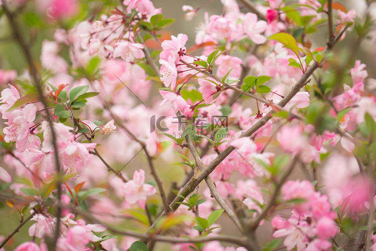 粉色景致春天垂丝海棠自然风景花