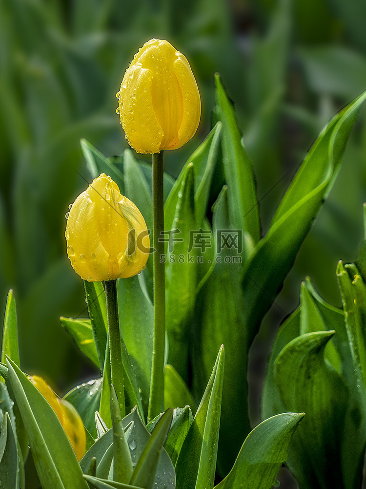 郁金香白天雨后郁金香全景特写摄