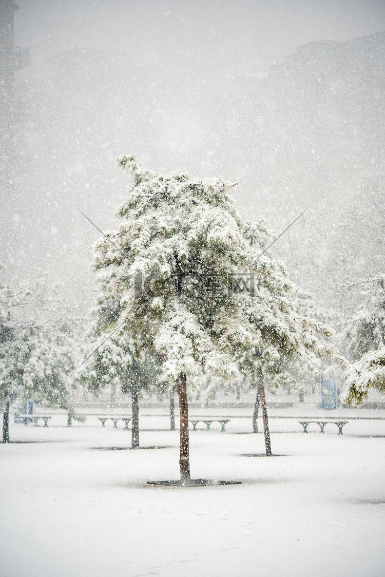 下雪天白天雪中松树野外落雪摄影