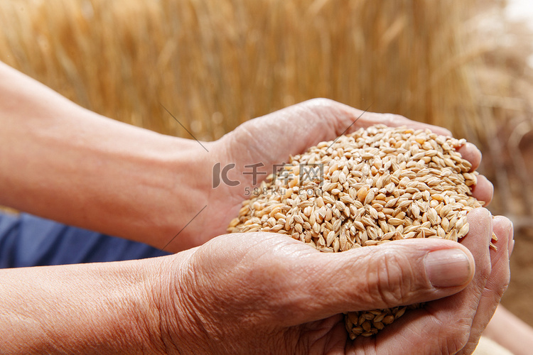农民双手捧着麦粒