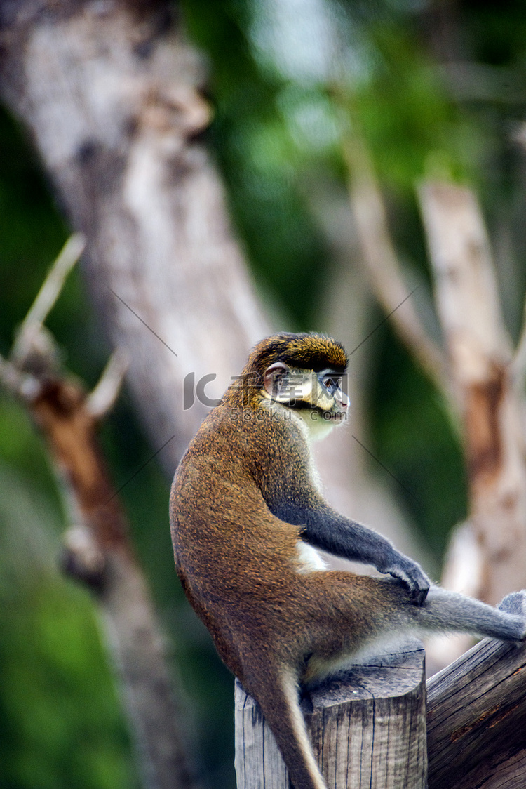 广州广州动物园一只红尾猴在树上