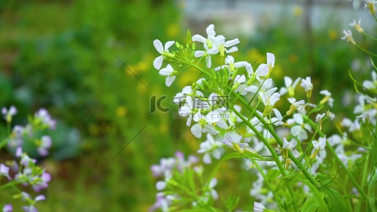 高清唯美春天白色花朵随风飘荡风