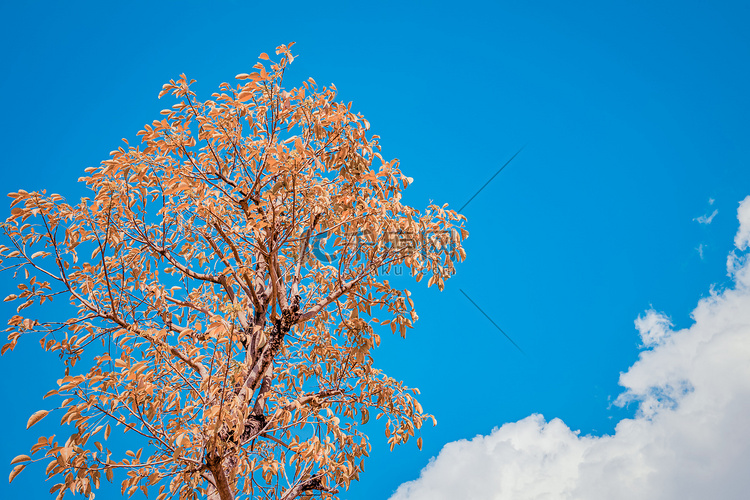 蓝天白云天空树木秋季摄影图配图