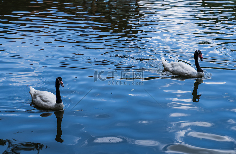 黑颈天鹅湖中自然动物摄影图配图