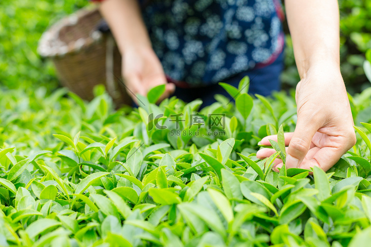 手采摘茶叶局部特写照片上午一个