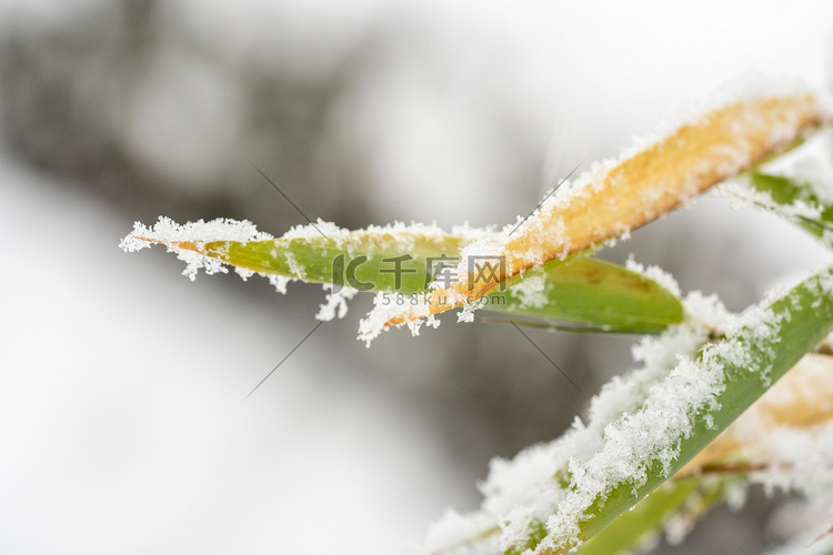 冬季雪景白天雪压竹叶室外下雪摄