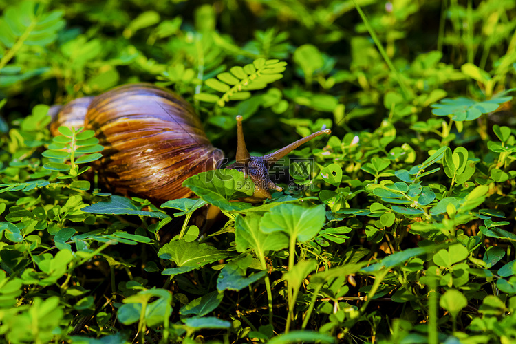 户外白天一只蜗牛在草地上觅食摄