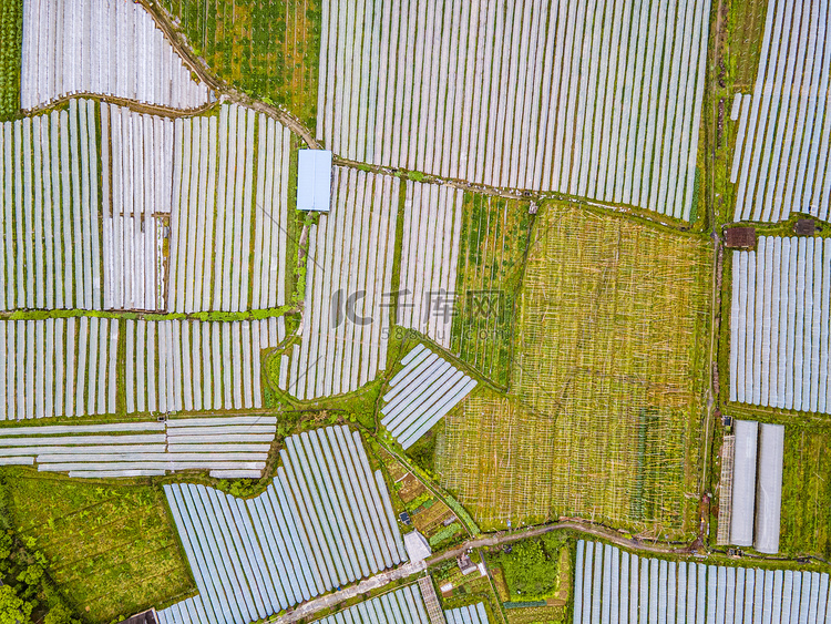 俯拍农业种植基地农田摄影图配图