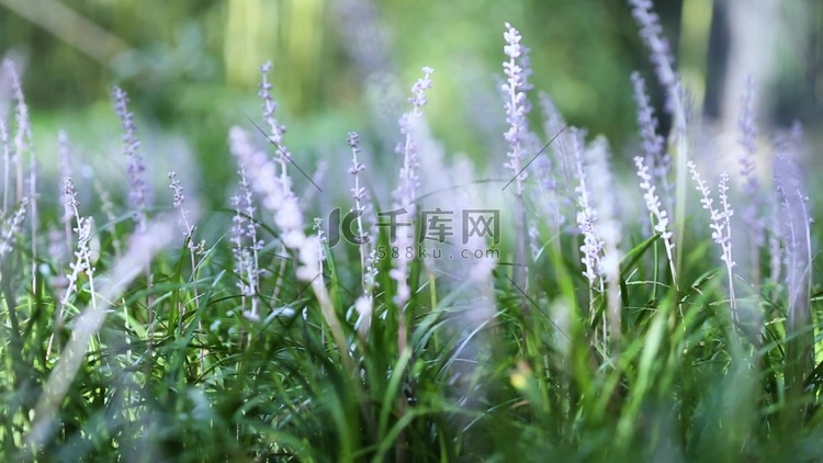 翠绿的植物野花文艺清新摄影图