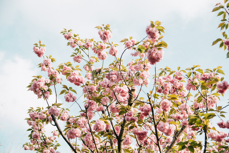 植物春天樱花户外蓝天盛开摄影图