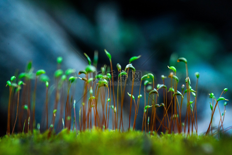 苔藓发芽春天二月葫芦藓湿地生长