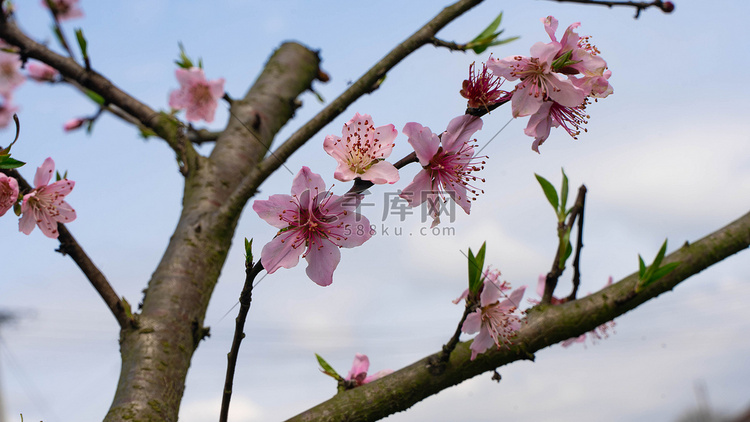 桃花盛开春天三月桃树桃园开花摄