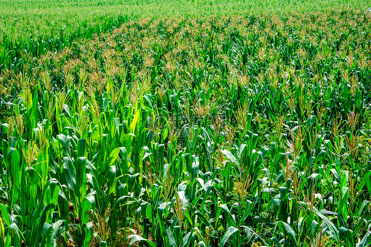 农业白天玉米玉米地生长摄影图配