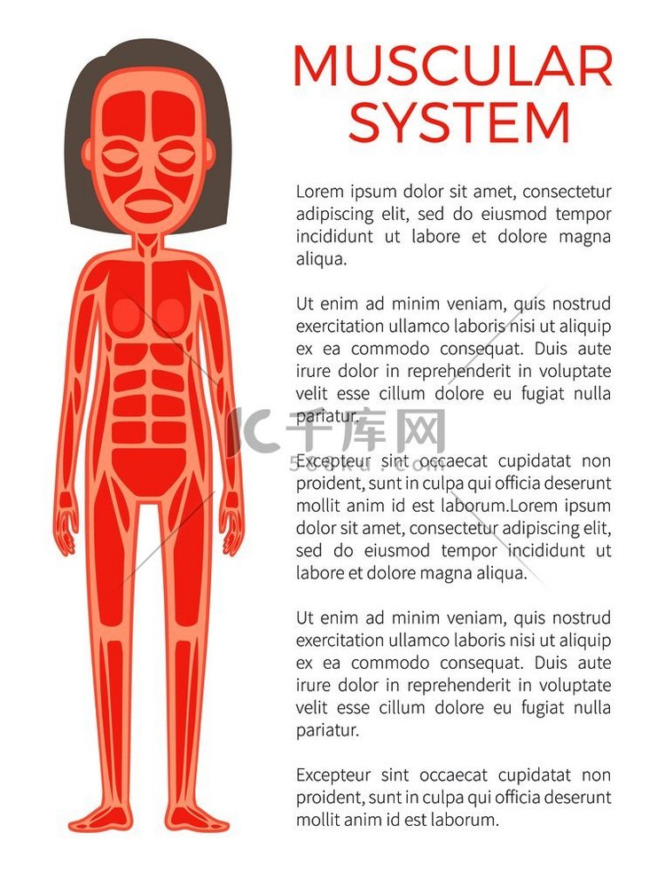 身体的肌肉系统、海报文本样本和