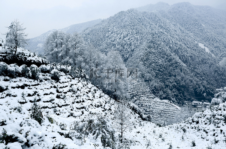 冬天雪景雾凇摄影图