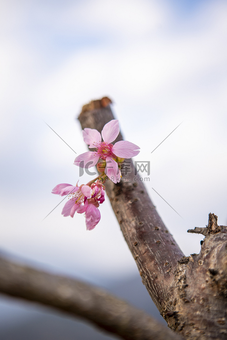 绽放的樱花花朵下午樱花农村无摄