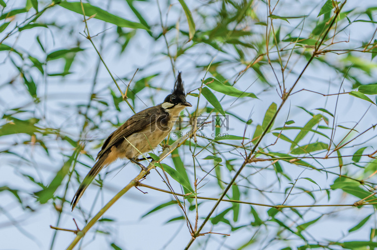 动物植物鸟类小鸟大自然摄影图配