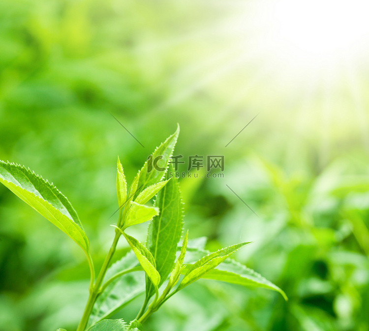 茶叶种植园