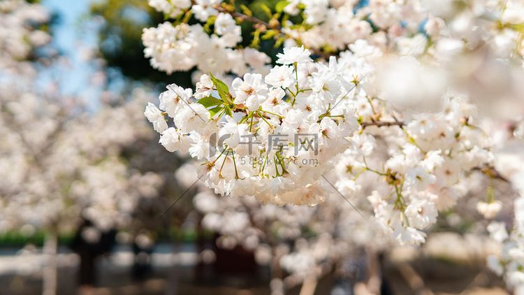 樱花春分美丽花朵公园赏花摄影图
