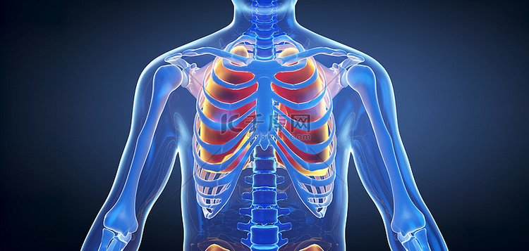 人体结构肺部