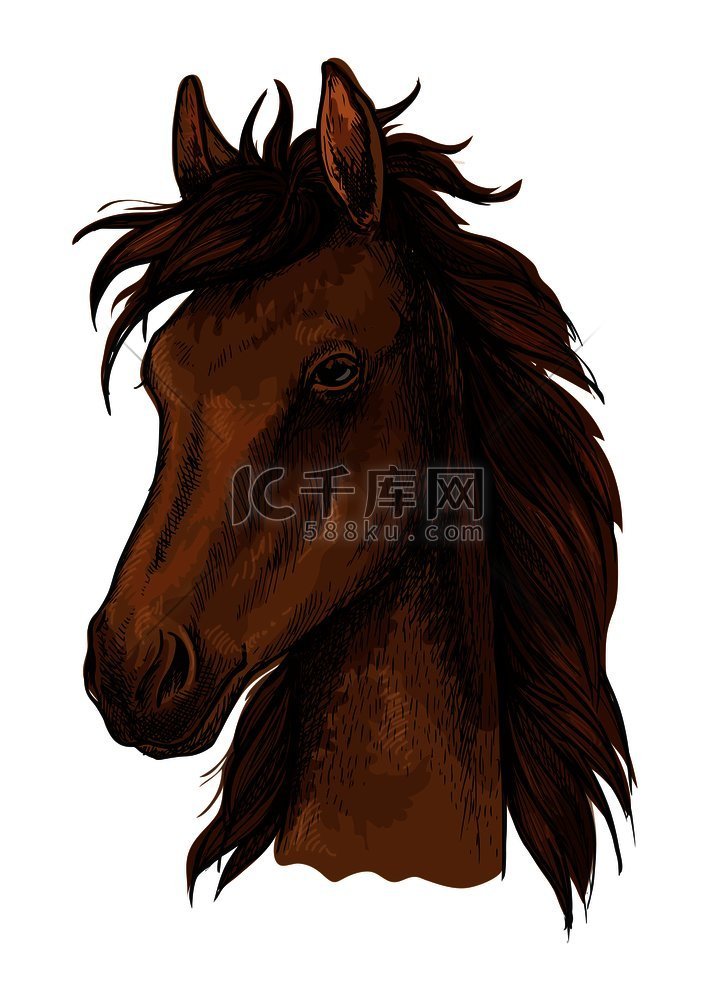 棕色骄傲的马的艺术肖像棕色野马