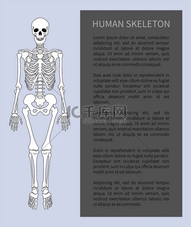 人体骨骼前视图与骨头和头骨，横