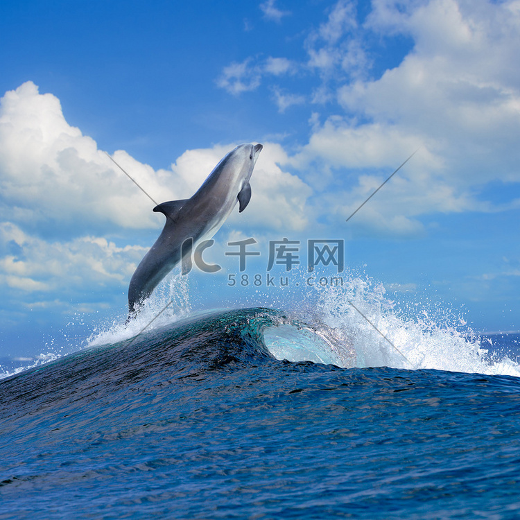 美丽的海景和海豚跃出海浪