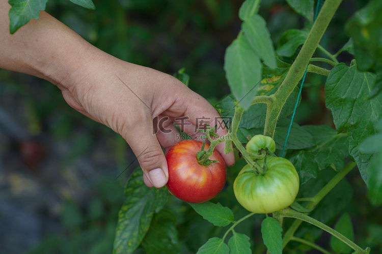 夏天下午采摘西红柿农场摄影摄影