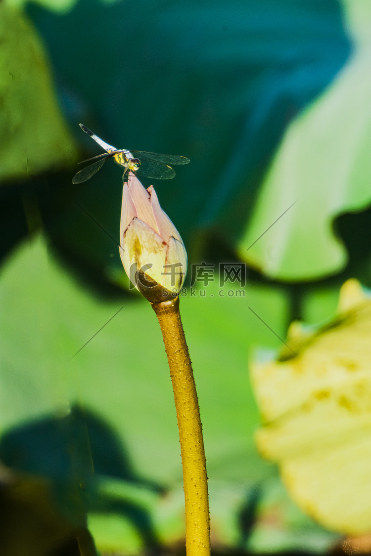 白天户外一只蜻蜓落在花苞上游玩