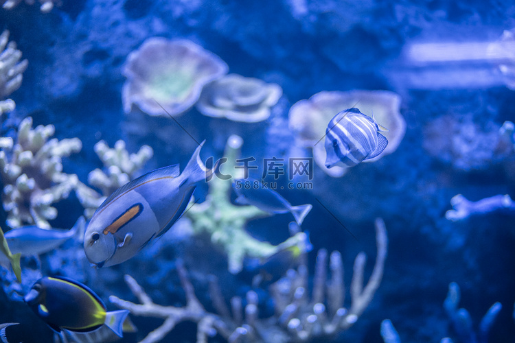 水族馆里的鱼下午鱼水族馆无摄影