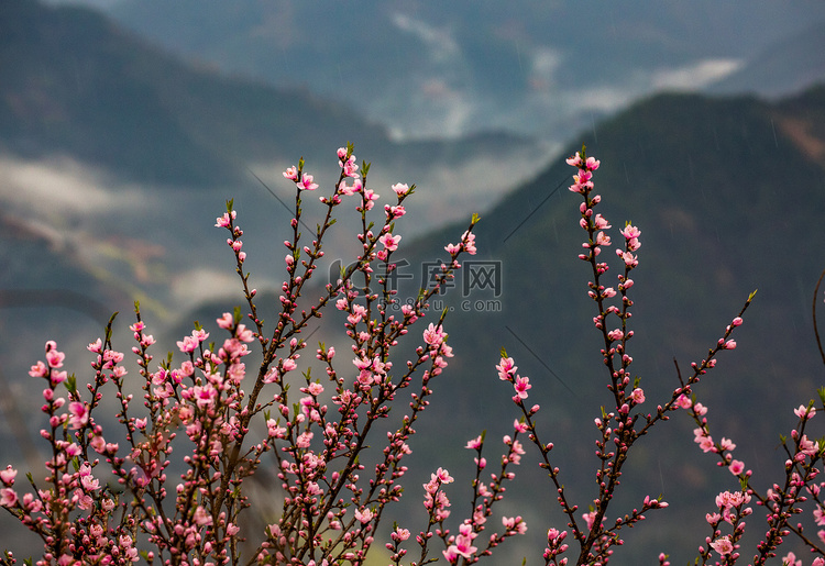 春天高山挑花照片早晨挑花户外无