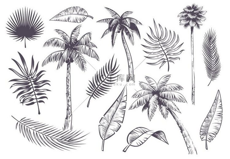 绘制棕榈树和树叶手绘热带棕榈和