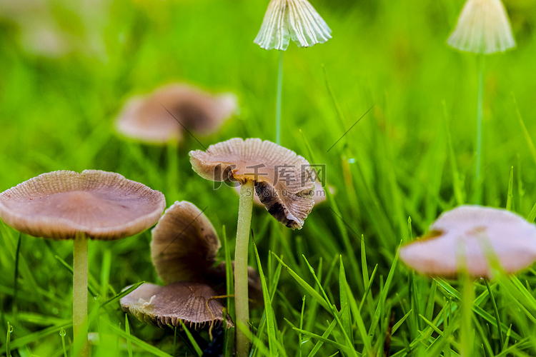 雨后小蘑菇在草地上生长摄影图配