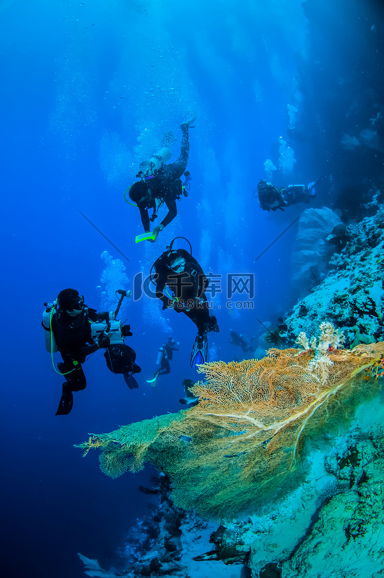 潜水员和海扇在印度尼西亚班达水