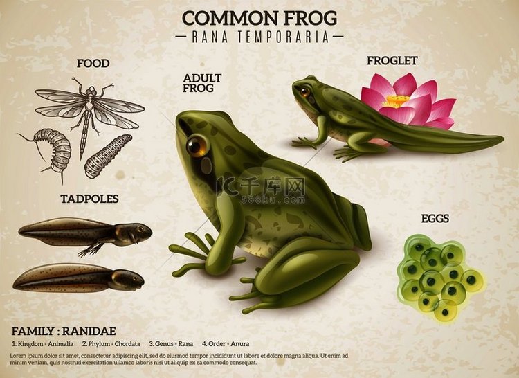 青蛙生活方式复古生物学科学教育