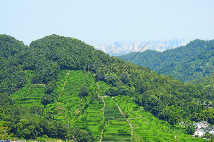 杭州春季茶园茶树龙井村摄影图摄