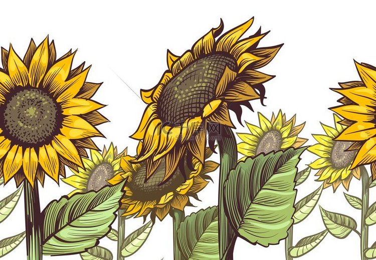 向日葵无缝边界黄色野花太阳形状