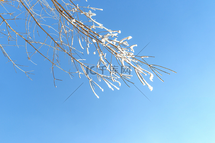 冬季树梢冰雪特写