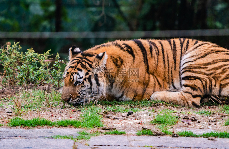 老虎自然保护动物猛兽摄影图配图