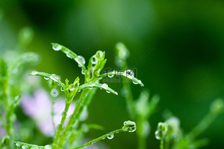 雨水节气春天立春满天星室外雨水