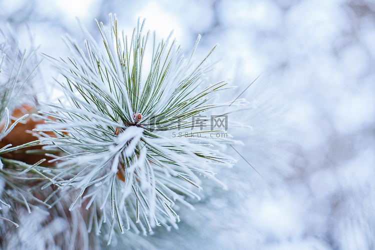 落了一层雪的绿色松枝